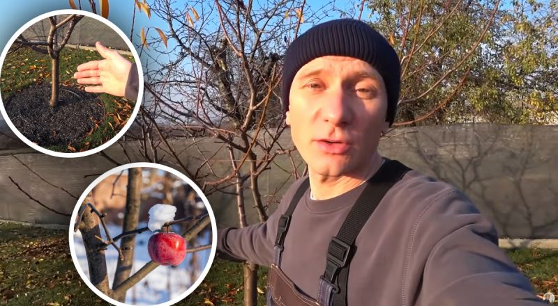 Одно действие, которое защитит сад: садовод рассказал, что сделать перед морозами