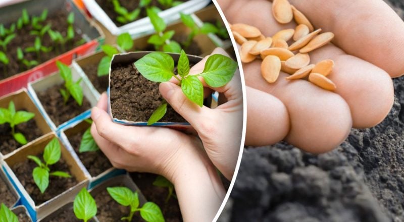 Що робити, щоб насіння зійшло: чотири правила посіву