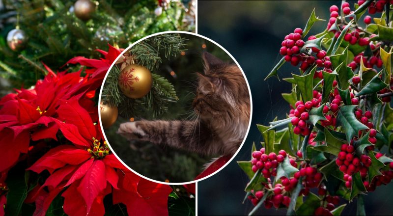 Токсичные символы Рождества: что нельзя держать дома, если у вас есть кошка и собака