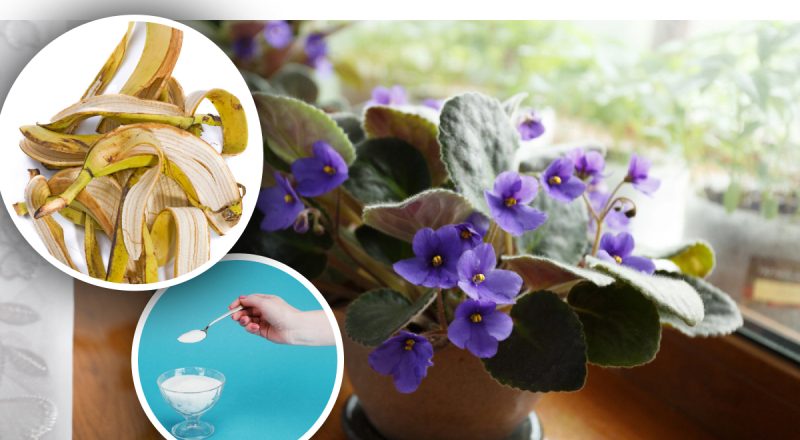 Фиалки "проснутся" даже зимой: простая домашняя подкормка без химии