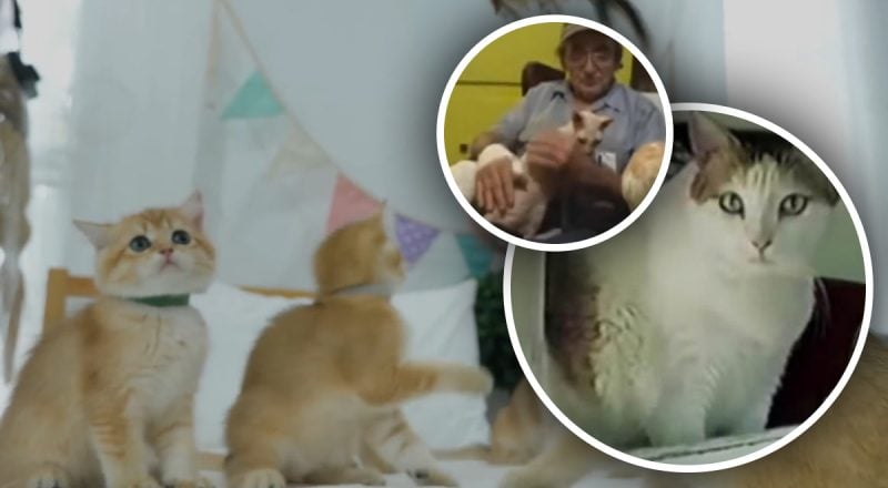 Самая старая кошка в мире прожила 38 лет - владелец раскрыл секрет ее долголетия