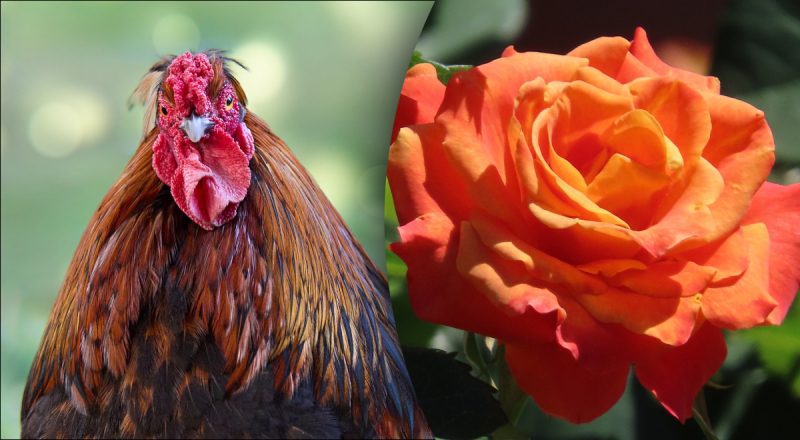 Китайський гороскоп на завтра 27 грудня: Собакам - провина, Півням - проблеми