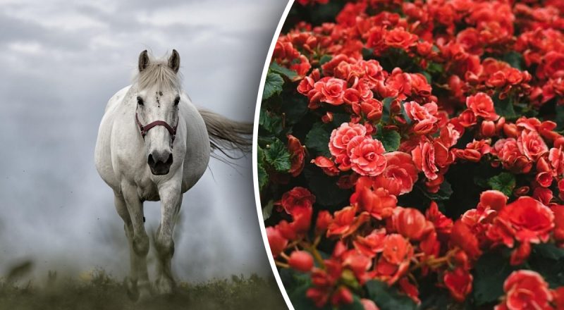 Китайский гороскоп на завтра 31 декабря: Лошадям - конфликт, Козлам - обиды