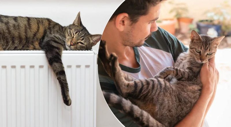 Як зрозуміти, що коту холодно: експерти назвали найкращу температуру для котів