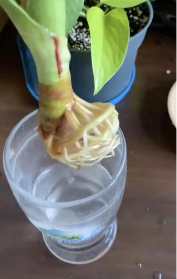 Корни алоэ можно прорастить в воде Корни алоэ можно прорастить в воде