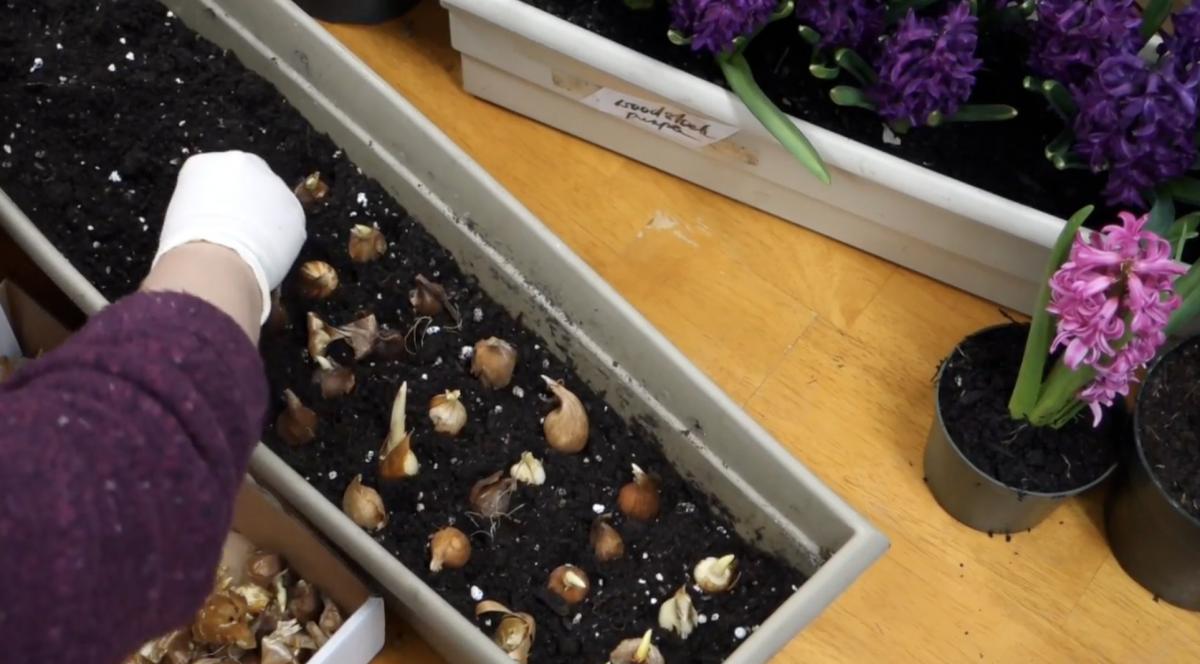 Как сажать луковичные цветы Как сажать луковичные цветы