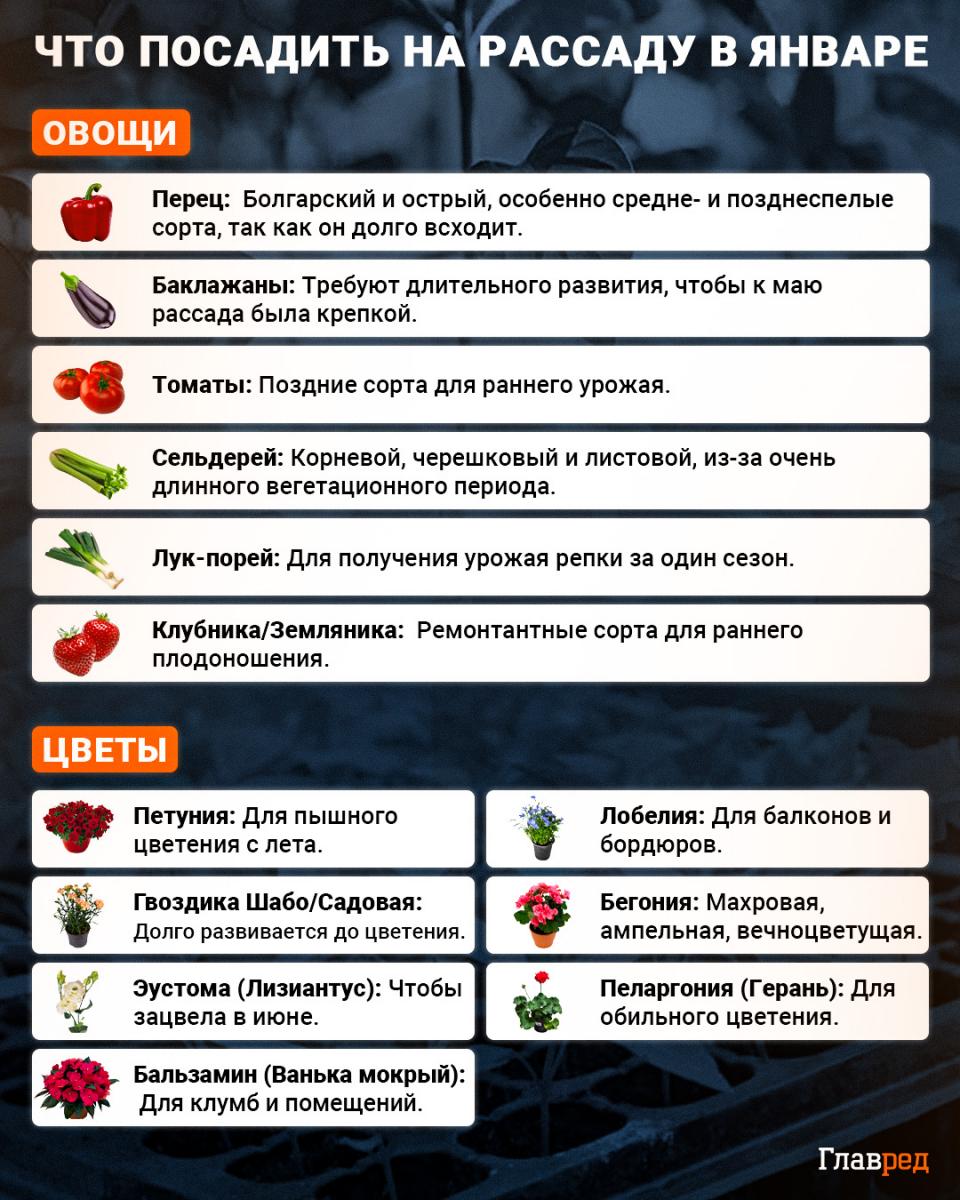 Что посадить на рассаду в январе Что посадить на рассаду в январе