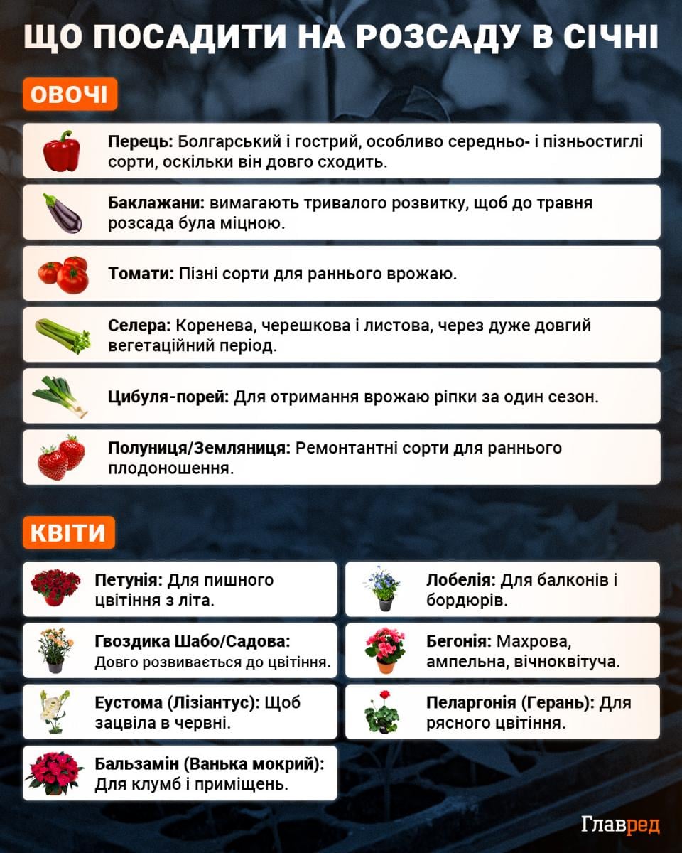 Розсада більше не витягується: домашній Розсада більше не витягується: домашній