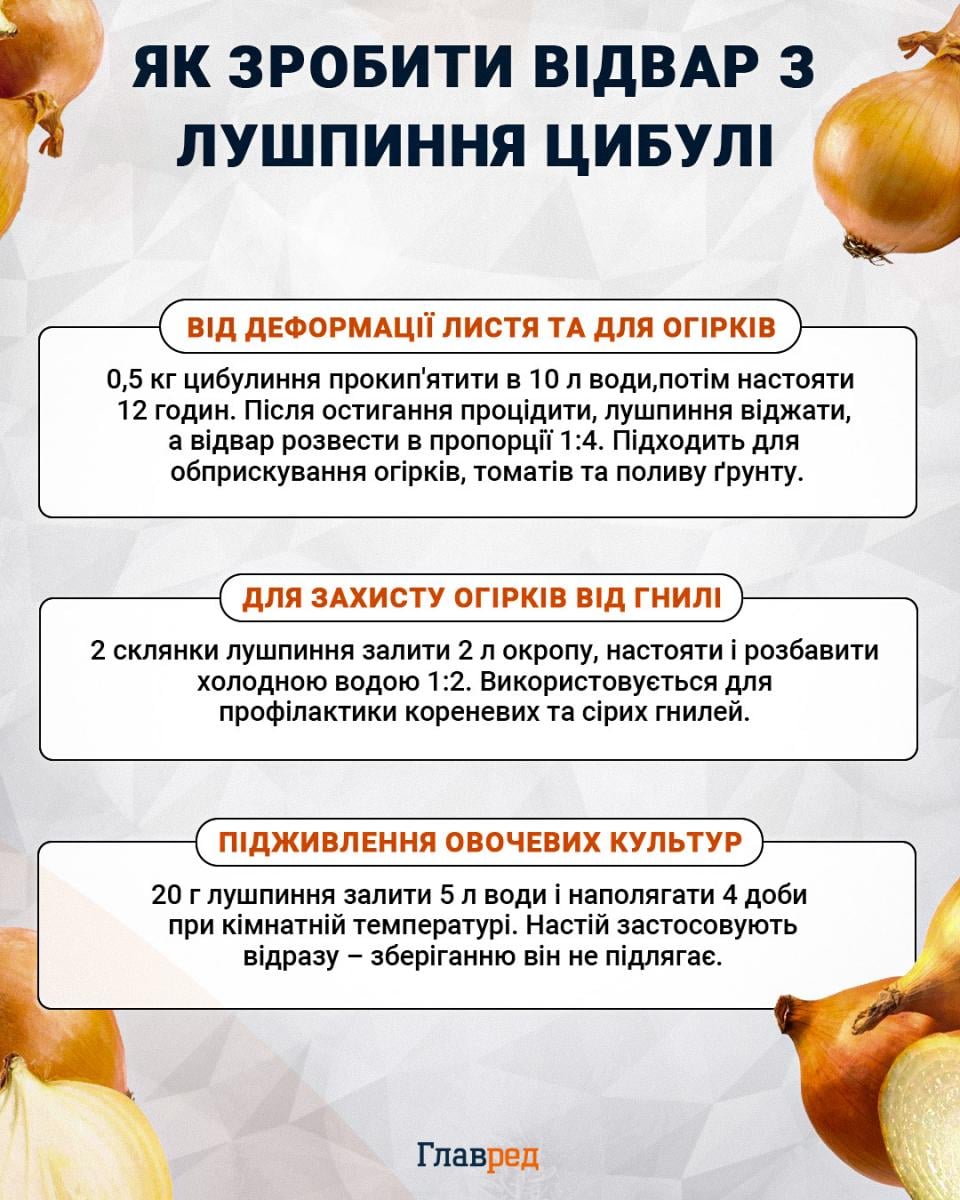 Як приготувати відвар з цибулиння
