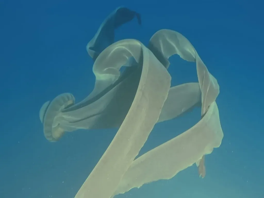 фантомная медуза Stygiomedusa gigantea