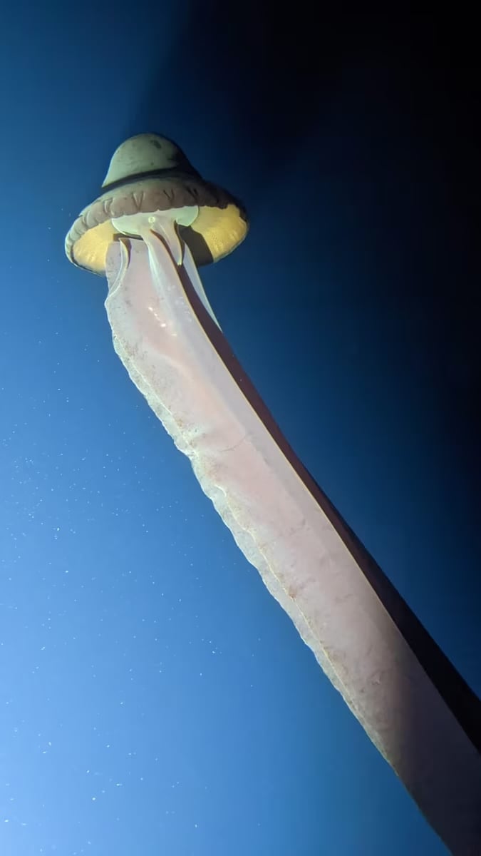 фантомная медуза Stygiomedusa gigantea