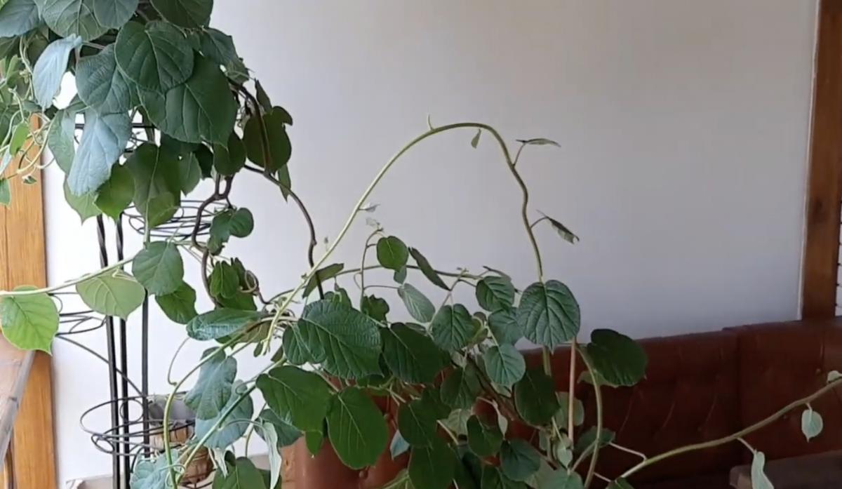 Дерево ківі вдома 