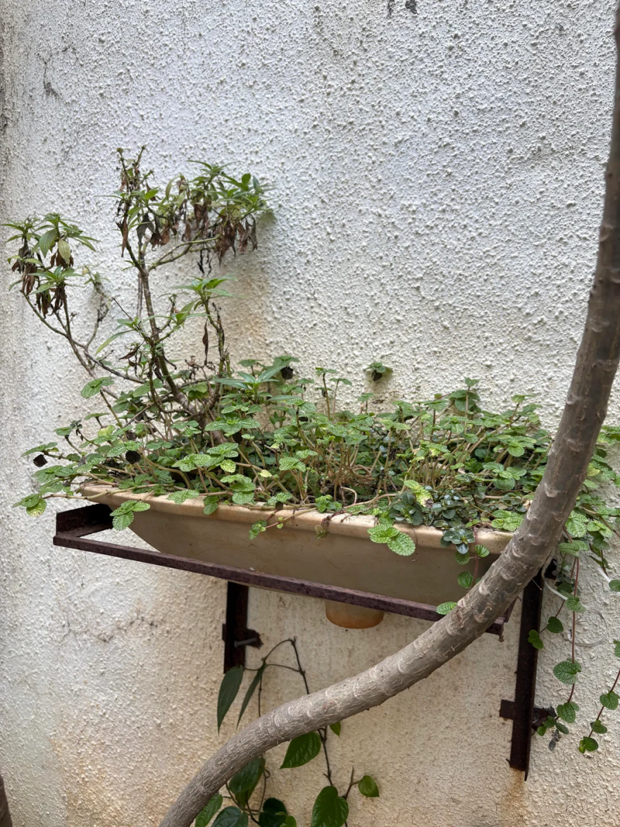 Что можно использовать вместо кашпо