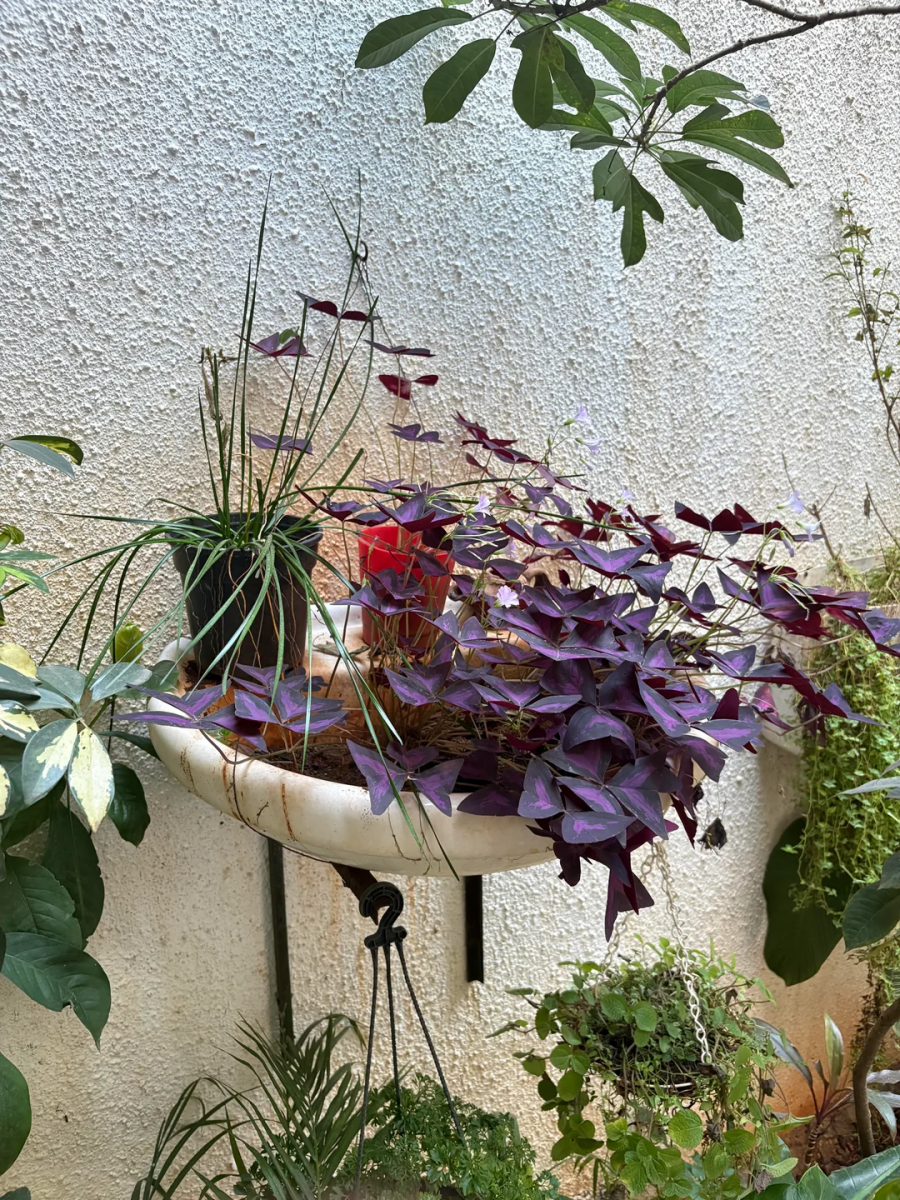 Что можно использовать вместо кашпо