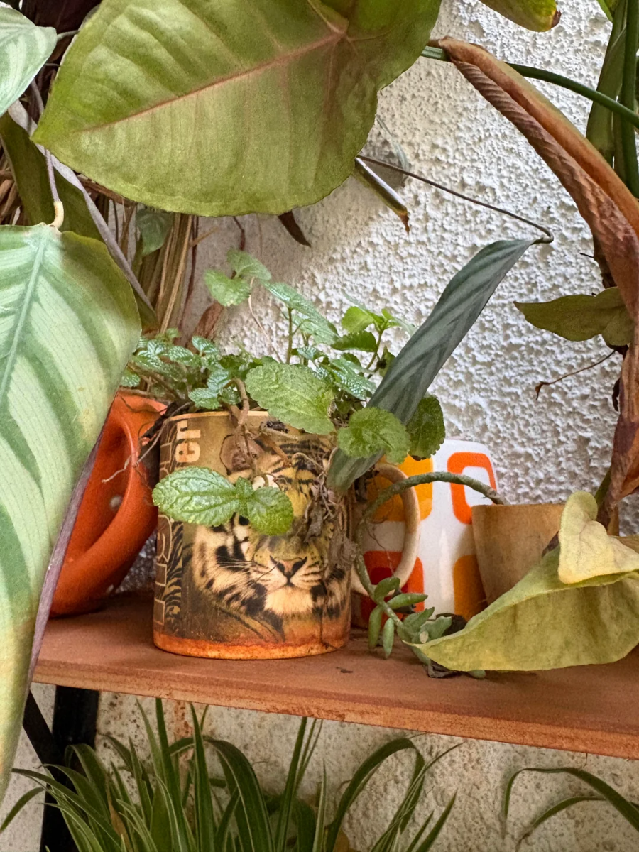 Что можно использовать вместо кашпо