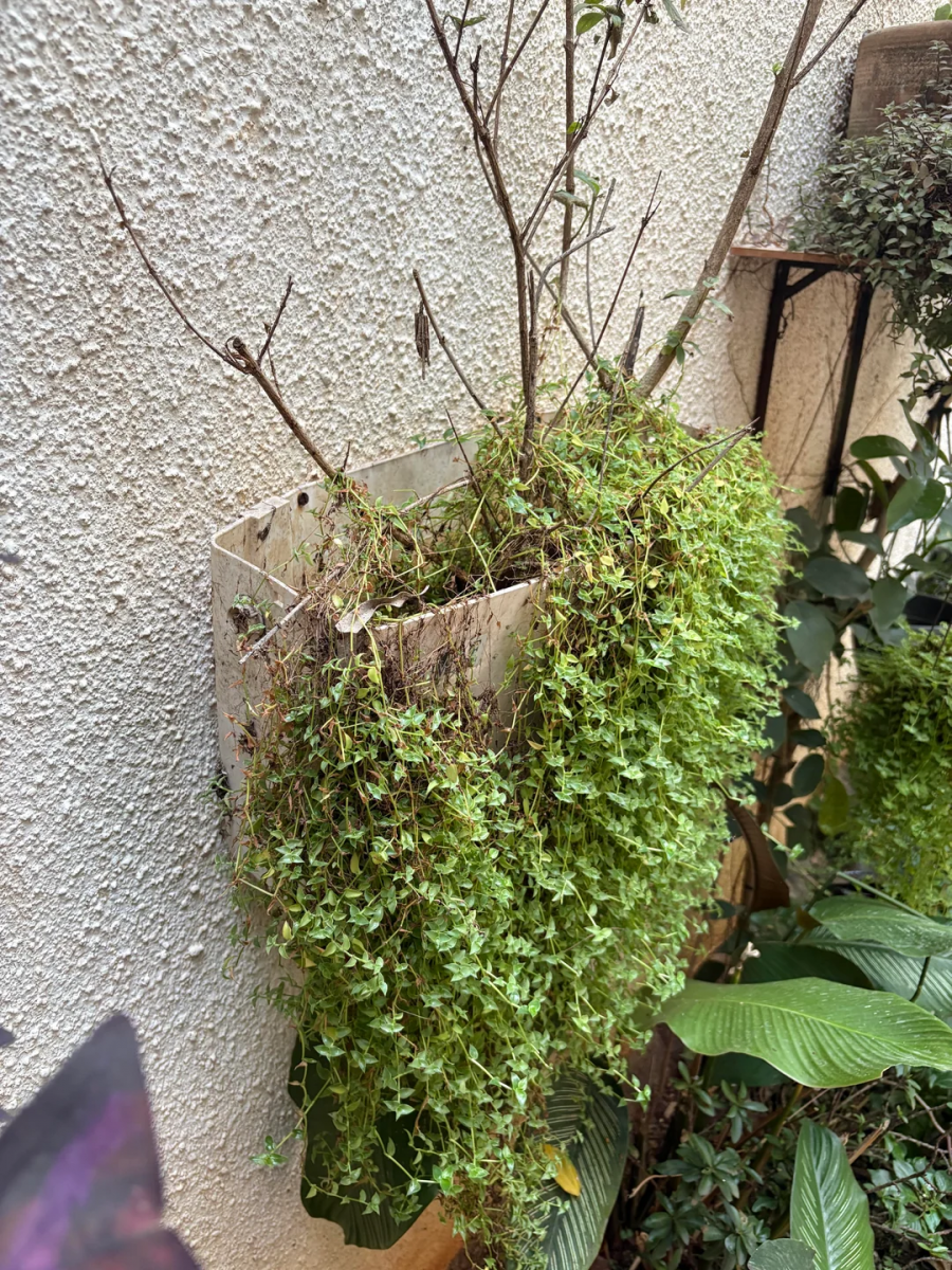 Что можно использовать вместо кашпо