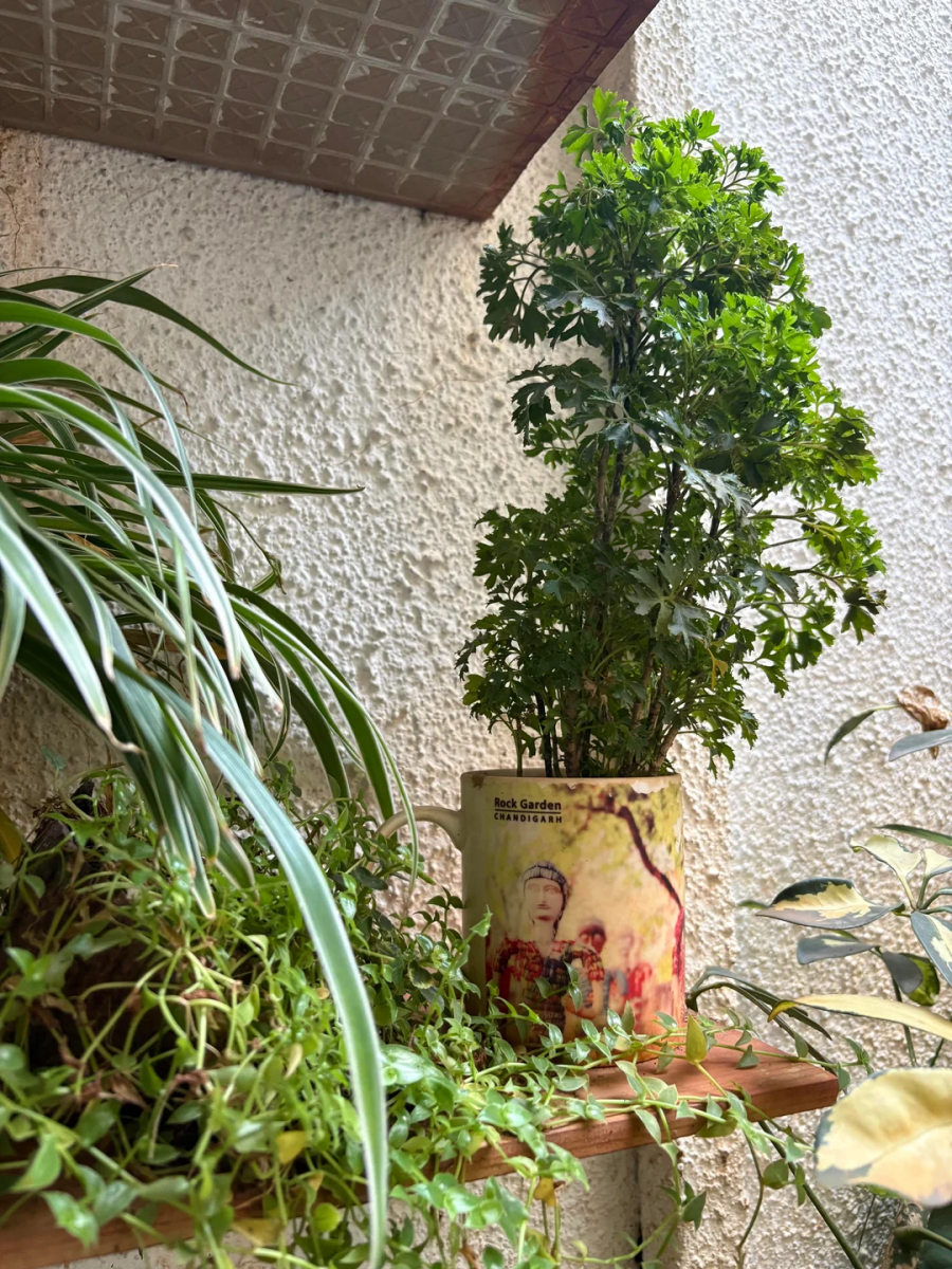 Что можно использовать вместо кашпо