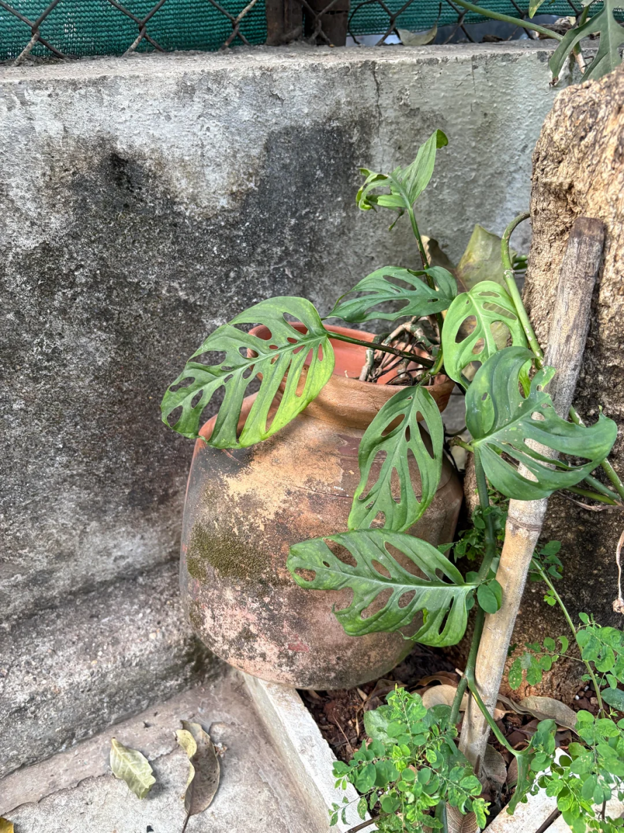 Что можно использовать вместо кашпо