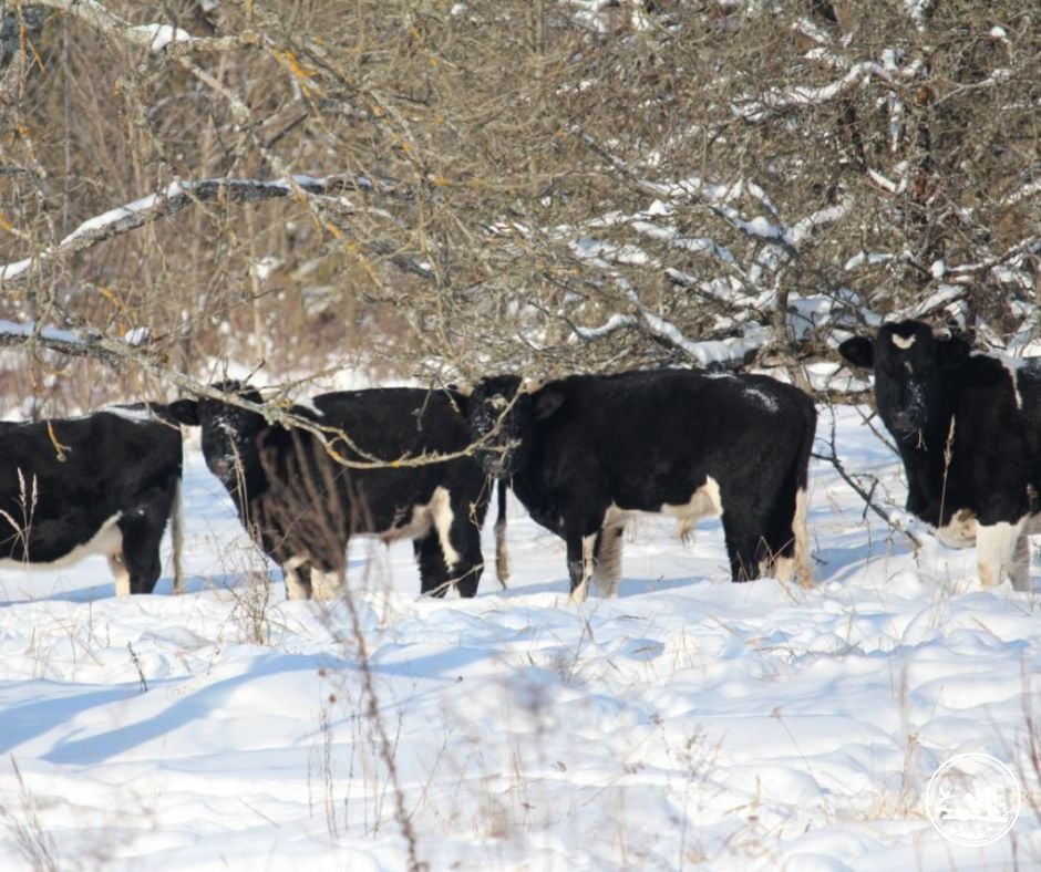 Біля Чорнобиля помітили стадо здичавілих корів Біля Чорнобиля помітили стадо здичавілих корів