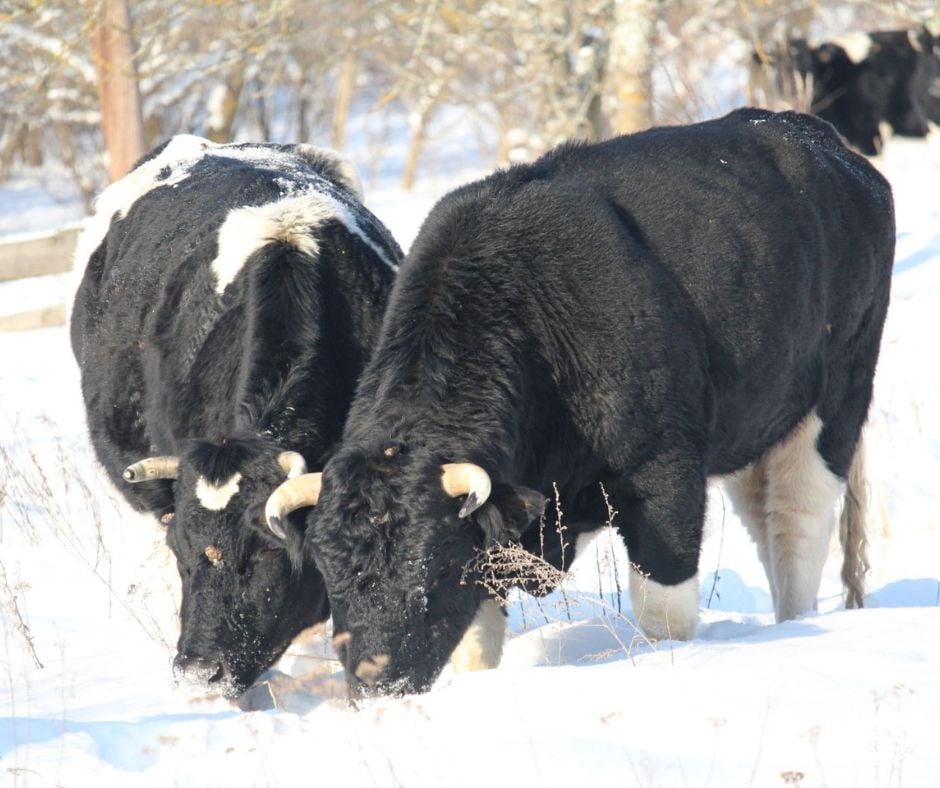 Біля Чорнобиля помітили стадо здичавілих корів Біля Чорнобиля помітили стадо здичавілих корів
