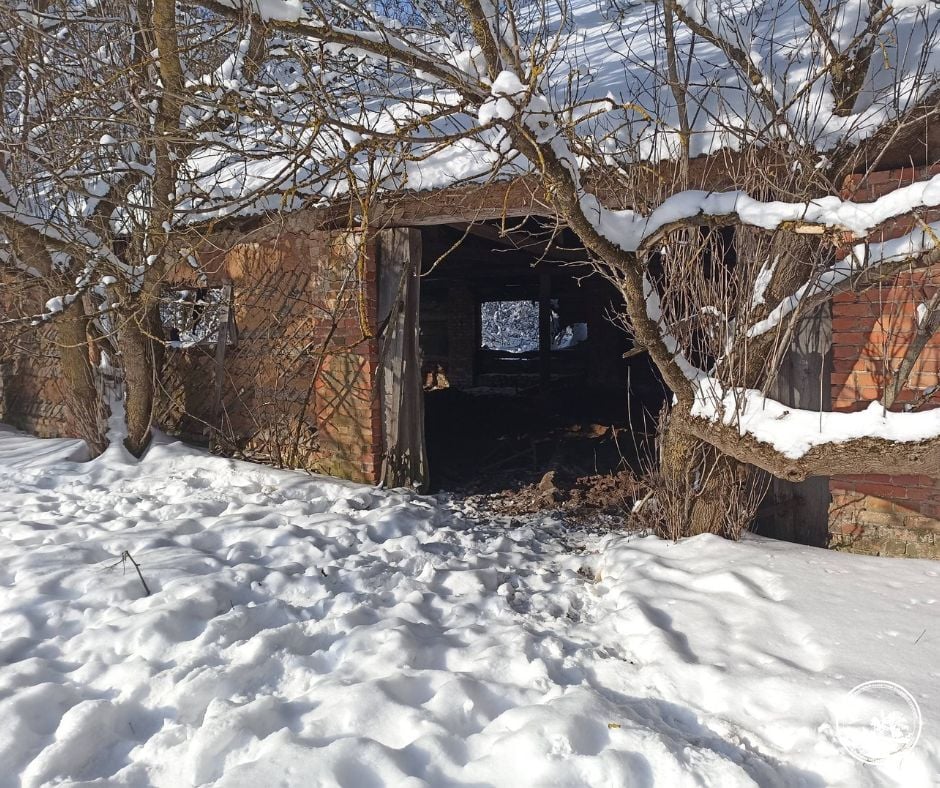 Біля Чорнобиля помітили стадо здичавілих корів Біля Чорнобиля помітили стадо здичавілих корів