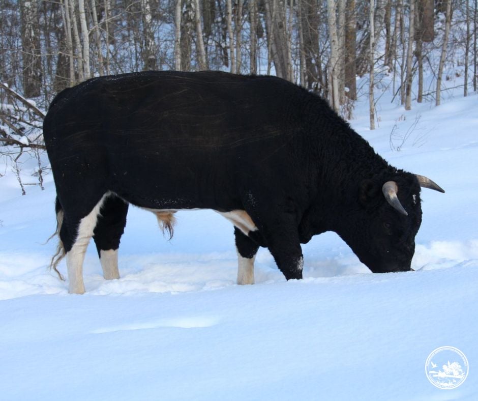 Біля Чорнобиля помітили стадо здичавілих корів Біля Чорнобиля помітили стадо здичавілих корів
