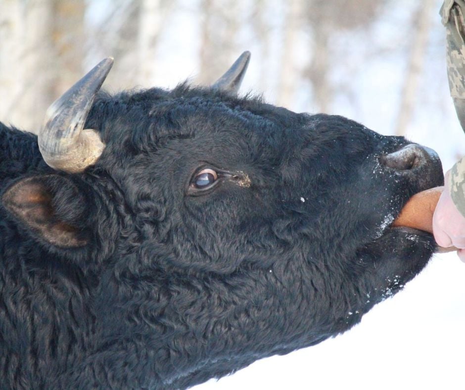Біля Чорнобиля помітили стадо здичавілих корів Біля Чорнобиля помітили стадо здичавілих корів