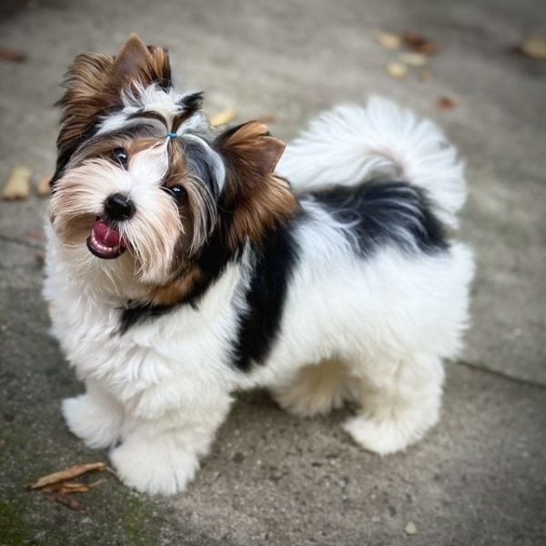 Бивер-терьер