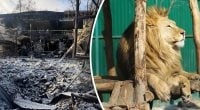 Погибло много животных, ранены львы: Россияне ударили по экопарку под Харьковом