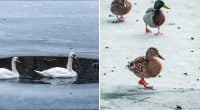 Як птахам вдається довго стояти на льоду: качки, лебеді та гуси використовують хитрий трюк