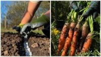Проріджувати більше не потрібно: городниця розкрила найкращий метод посадки моркви