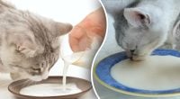 Чи можна котам давати молоко – ветеринар здивувала вердиктом