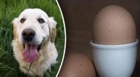 Чи можна собакам харчуватися яйцями: ветеринар відповіла