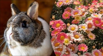 Китайський гороскоп на завтра 2 січня: Кроликам - тривога, Зміям - образи