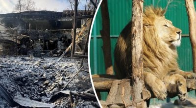 Погибло много животных, ранены львы: россияне ударили по экопарку под Харьковом