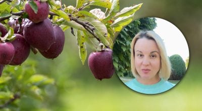 Забудьте про 'яблоко от яблони недалеко падает': українські варіанти відомої фрази