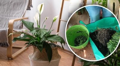 Секреты "женского счастья": как пересадить спатифиллум, чтобы он снова зацвел