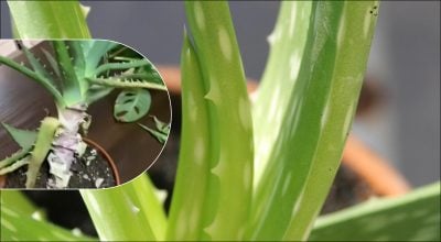 Алоэ вера Алоэ вера