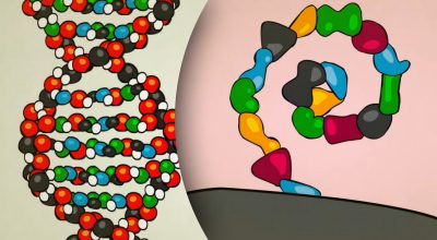 Як працює ДНК?