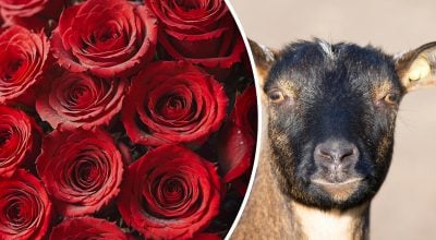 Китайский гороскоп на сегодня 6 января: Змеям - стресс, Козлам - уныние