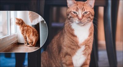 Скільки часу кішки пам'ятають своїх господарів: міфи і факти