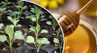 Навіщо розсаду поливають медом: як швидко зміцнити розсаду