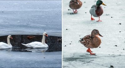 Как птицам удаётся долго стоять на льду: утки, лебеди и гуси используют хитрый трюк