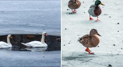 Утки, лебеди 