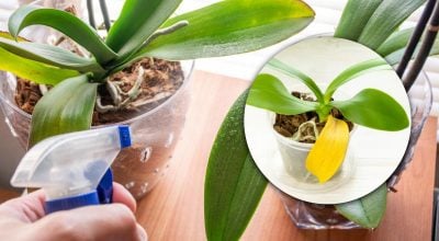 Чому жовтіє листя у кімнатних рослин: причини, про які багато хто не здогадується