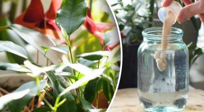 Що робити, якщо кімнатна рослина не росте: чотири причини та їх вирішення