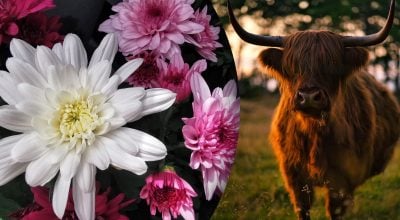 Китайський гороскоп на завтра Китайський гороскоп на завтра