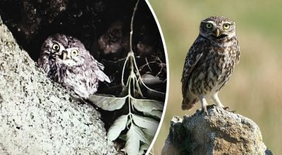 "Повертає голову майже на 270 градусів": в Україні помітили рідкісного птаха