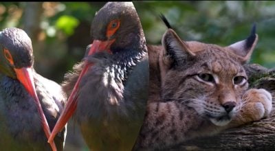 Вовки, ведмеді й "сині" собаки: правда і міфи про Чорнобиль