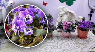 Почему фиалка "отказывается" цвести: причина, которую большинство игнорирует